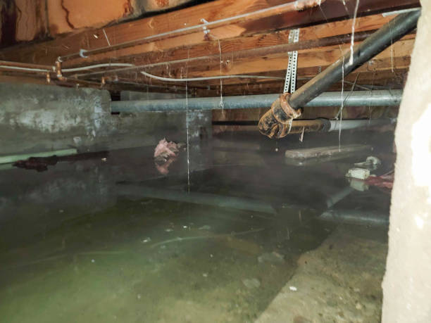 Best Ceiling water damage repair  in Auxvasse, MO